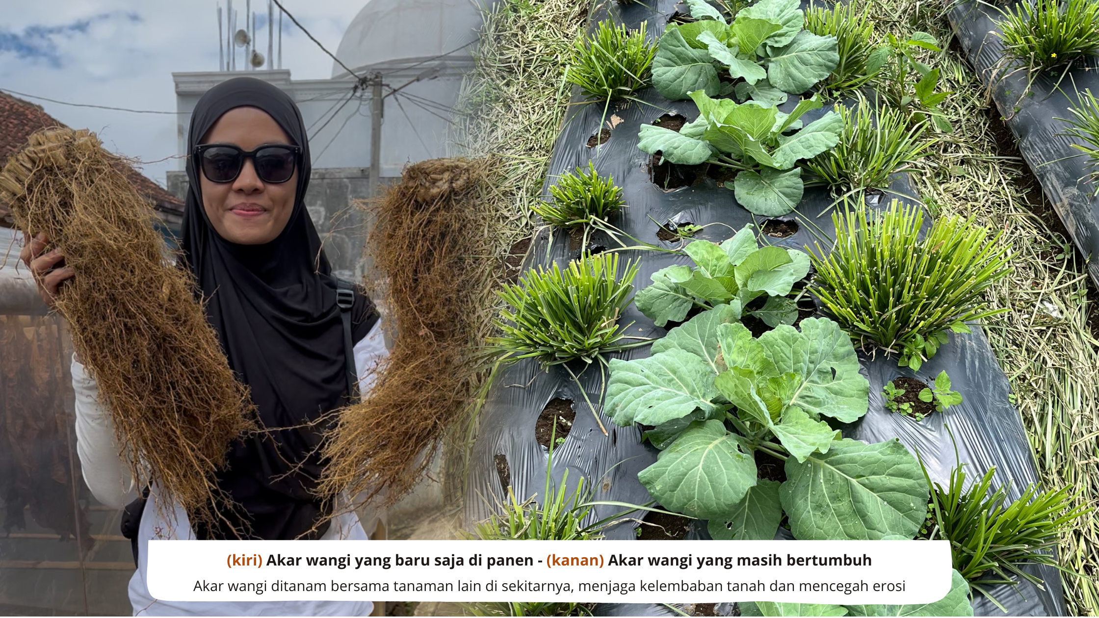 akar wangi yang tumbuh dan baru dipanen